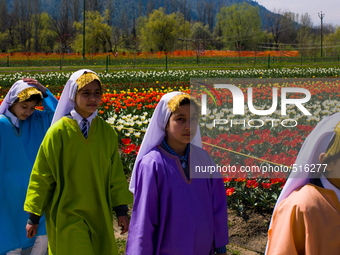 SRINAGAR, INDIAN ADMINISTERED KASHMIR, INDIA -APRIL 07: Kashmiri students in traditional Kashmiri attire visit Siraj Bagh Tulip garden durin...
