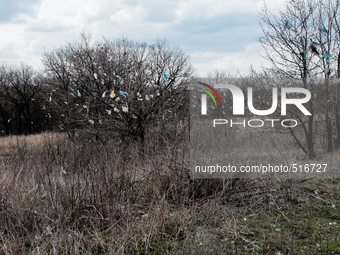 As the city dump is an open field, the wind constantly carry plastic bags and they got trap by trees. So now, the area could also face an en...