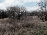 As the city dump is an open field, the wind constantly carry plastic bags and they got trap by trees. So now, the area could also face an en...