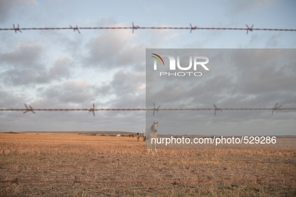  The Afrikaans speaking labourers of mixed decent working on Cape wine farms are some of the only remaining historic elements present in an...