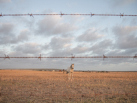  The Afrikaans speaking labourers of mixed decent working on Cape wine farms are some of the only remaining historic elements present in an...