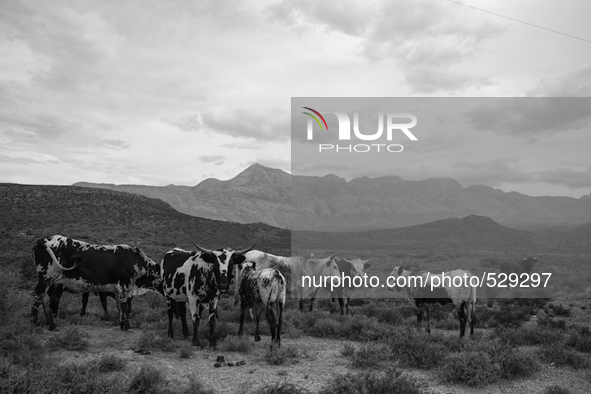  The Afrikaans speaking labourers of mixed decent working on Cape wine farms are some of the only remaining historic elements present in an...