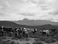  The Afrikaans speaking labourers of mixed decent working on Cape wine farms are some of the only remaining historic elements present in an...