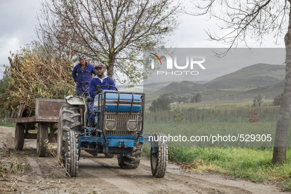  The Afrikaans speaking labourers of mixed decent working on Cape wine farms are some of the only remaining historic elements present in an...