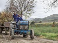  The Afrikaans speaking labourers of mixed decent working on Cape wine farms are some of the only remaining historic elements present in an...