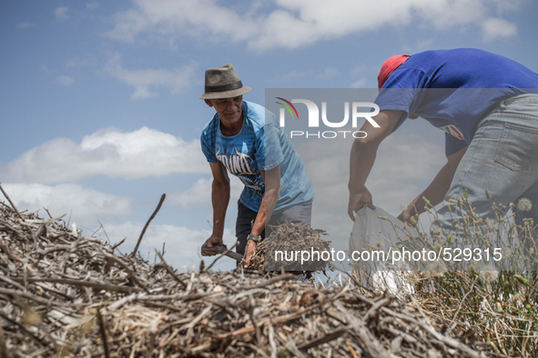  The Afrikaans speaking labourers of mixed decent working on Cape wine farms are some of the only remaining historic elements present in an...