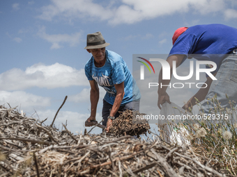  The Afrikaans speaking labourers of mixed decent working on Cape wine farms are some of the only remaining historic elements present in an...