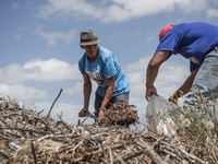  The Afrikaans speaking labourers of mixed decent working on Cape wine farms are some of the only remaining historic elements present in an...