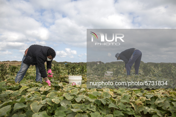 Wearing gloves and masks to protect against the coronavirus, palestinian farmers collect Cucumber from their field located at a farm, near t...