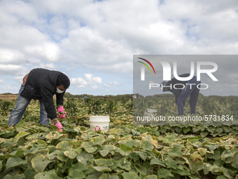 Wearing gloves and masks to protect against the coronavirus, palestinian farmers collect Cucumber from their field located at a farm, near t...