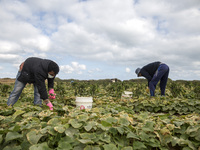 Wearing gloves and masks to protect against the coronavirus, palestinian farmers collect Cucumber from their field located at a farm, near t...