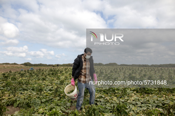 Wearing gloves and mask to protect against the coronavirus, A palestinian farmer collect Cucumber from their field located at a farm, near t...