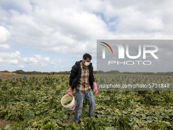 Wearing gloves and mask to protect against the coronavirus, A palestinian farmer collect Cucumber from their field located at a farm, near t...