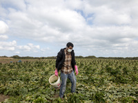 Wearing gloves and mask to protect against the coronavirus, A palestinian farmer collect Cucumber from their field located at a farm, near t...