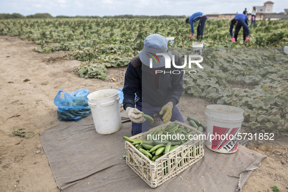 Wearing gloves to protect against the coronavirus, palestinian farmers collect Cucumber from their field located at a farm, near the beach i...