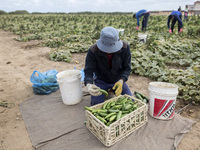 Wearing gloves to protect against the coronavirus, palestinian farmers collect Cucumber from their field located at a farm, near the beach i...