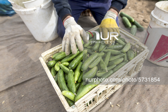 Wearing gloves to protect against the coronavirus, A palestinian farmer collect Cucumber from their field located at a farm, near the beach...