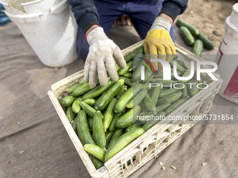 Wearing gloves to protect against the coronavirus, A palestinian farmer collect Cucumber from their field located at a farm, near the beach...