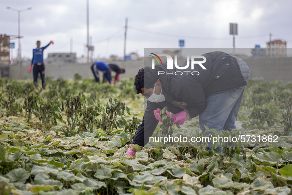 Wearing gloves and mask to protect against the coronavirus, palestinian farmers collect Cucumber from their field located at a farm, near th...