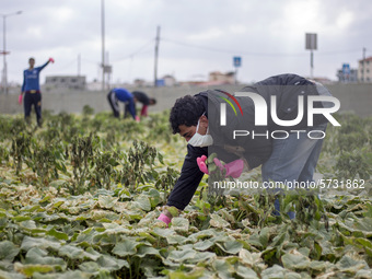 Wearing gloves and mask to protect against the coronavirus, palestinian farmers collect Cucumber from their field located at a farm, near th...