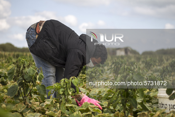 Wearing gloves and mask to protect against the coronavirus, A palestinian farmer collect Cucumber from their field located at a farm, near t...