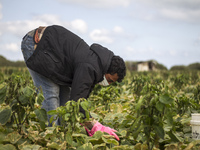 Wearing gloves and mask to protect against the coronavirus, A palestinian farmer collect Cucumber from their field located at a farm, near t...