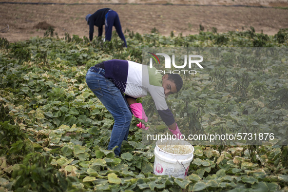 Wearing gloves to protect against the coronavirus, palestinian farmers collect Cucumber from their field located at a farm, near the beach i...