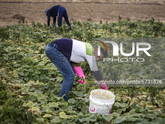 Wearing gloves to protect against the coronavirus, palestinian farmers collect Cucumber from their field located at a farm, near the beach i...