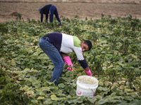 Wearing gloves to protect against the coronavirus, palestinian farmers collect Cucumber from their field located at a farm, near the beach i...