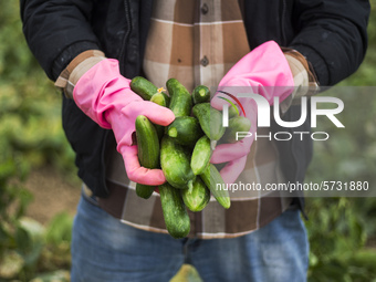 Wearing gloves to protect against the coronavirus, A palestinian farmer collect Cucumber from their field located at a farm, near the beach...