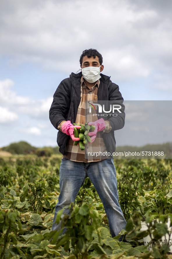 Wearing gloves and mask to protect against the coronavirus, A palestinian farmer collect Cucumber from their field located at a farm, near t...