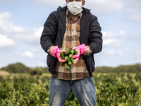 Wearing gloves and mask to protect against the coronavirus, A palestinian farmer collect Cucumber from their field located at a farm, near t...