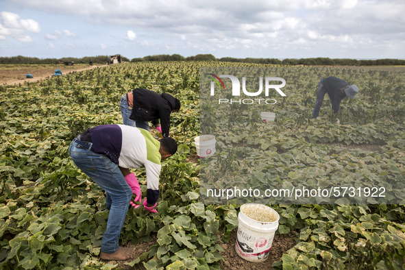 Wearing gloves to protect against the coronavirus, palestinian farmers collect Cucumber from their field located at a farm, near the beach i...