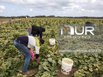 Wearing gloves to protect against the coronavirus, palestinian farmers collect Cucumber from their field located at a farm, near the beach i...