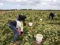 Wearing gloves to protect against the coronavirus, palestinian farmers collect Cucumber from their field located at a farm, near the beach i...