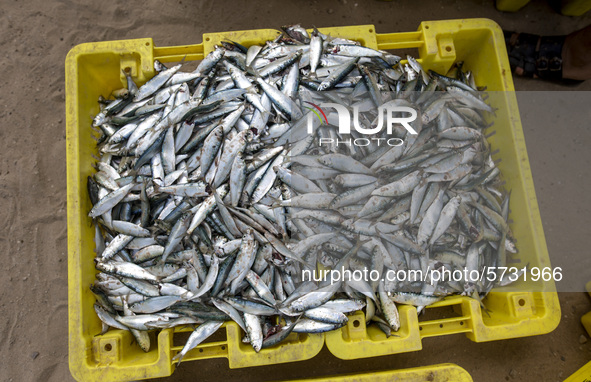 Palestinian fishermen displays the day's catch in the street near the beach in the Az-Zawayda area of the central Gaza Strip, on 27 May, 202...