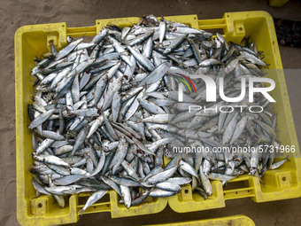 Palestinian fishermen displays the day's catch in the street near the beach in the Az-Zawayda area of the central Gaza Strip, on 27 May, 202...