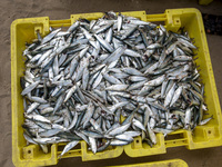 Palestinian fishermen displays the day's catch in the street near the beach in the Az-Zawayda area of the central Gaza Strip, on 27 May, 202...