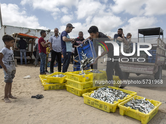 Palestinian fishermen displays the day's catch in the street near the beach in the Az-Zawayda area of the central Gaza Strip, on 27 May, 202...