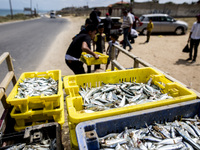 Palestinian fishermen displays the day's catch in the street near the beach in the Az-Zawayda area of the central Gaza Strip, on 27 May, 202...