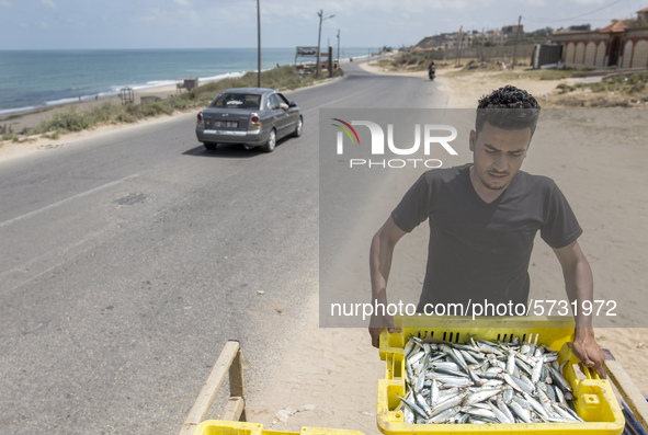 Palestinian fishermen displays the day's catch in the street near the beach in the Az-Zawayda area of the central Gaza Strip, on 27 May, 202...