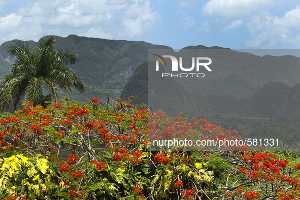 Vinales is a lush valley in Pinar del Rio province of Cuba. Farmers grow the best tobacco in the world in this UNESCO World Heritage Site. T...