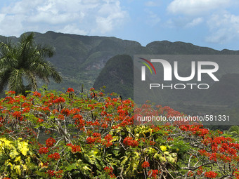 Vinales is a lush valley in Pinar del Rio province of Cuba. Farmers grow the best tobacco in the world in this UNESCO World Heritage Site. T...