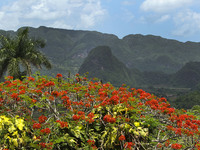 Vinales is a lush valley in Pinar del Rio province of Cuba. Farmers grow the best tobacco in the world in this UNESCO World Heritage Site. T...