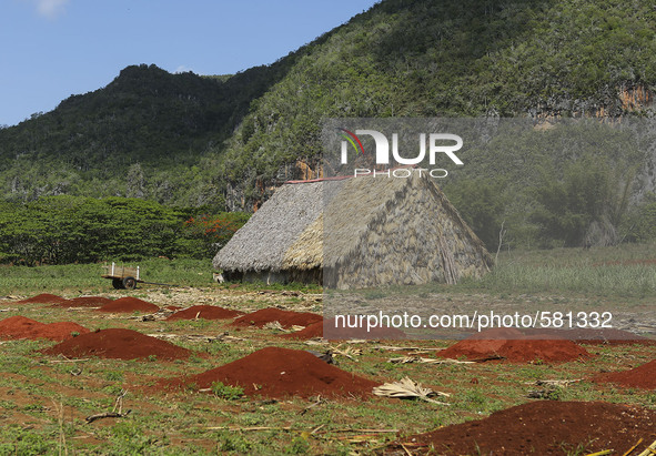 Thatched barns are used to dry tobacco in the Vinales valley shown on May 7, 2015. Vinales is a lush valley in Pinar del Rio province of Cub...