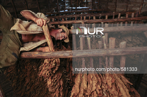 A worker hangs tobacco leaves to dry in a  barn in Vinales, Cuba on May 7, 2015. Vinales is a lush valley in Pinar del Rio province of Cuba....