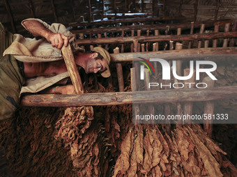 A worker hangs tobacco leaves to dry in a  barn in Vinales, Cuba on May 7, 2015. Vinales is a lush valley in Pinar del Rio province of Cuba....