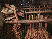 A worker hangs tobacco leaves to dry in a  barn in Vinales, Cuba on May 7, 2015. Vinales is a lush valley in Pinar del Rio province of Cuba....