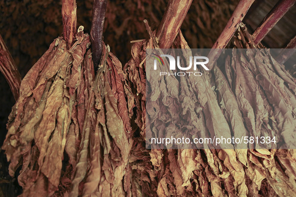 Tobacco leaves hang to  dry in a  barn in Vinales, Cuba on May 7, 2015. Vinales is a lush valley in Pinar del Rio province of Cuba. A UNESCO...