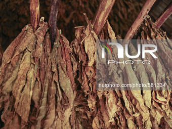 Tobacco leaves hang to  dry in a  barn in Vinales, Cuba on May 7, 2015. Vinales is a lush valley in Pinar del Rio province of Cuba. A UNESCO...